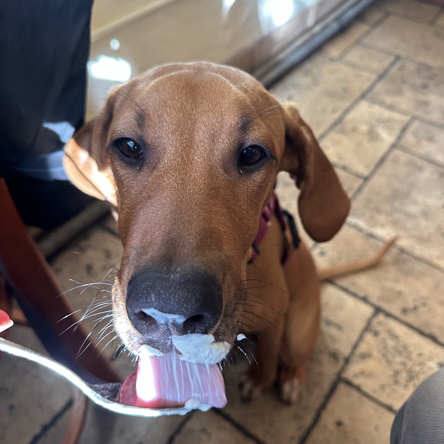 Dog licking a spoon
